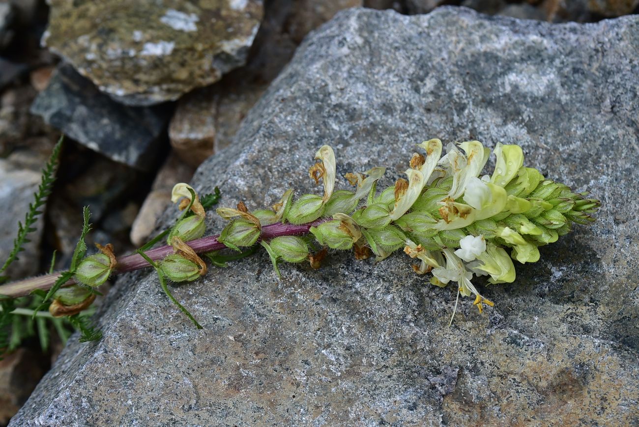 Image of genus Pedicularis specimen.