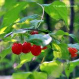 Cerasus glandulosa. Часть побега с плодами. Приморский край, Уссурийский гор. округ, окр. с. Монакино, широколиственный лес. 25.08.2010.