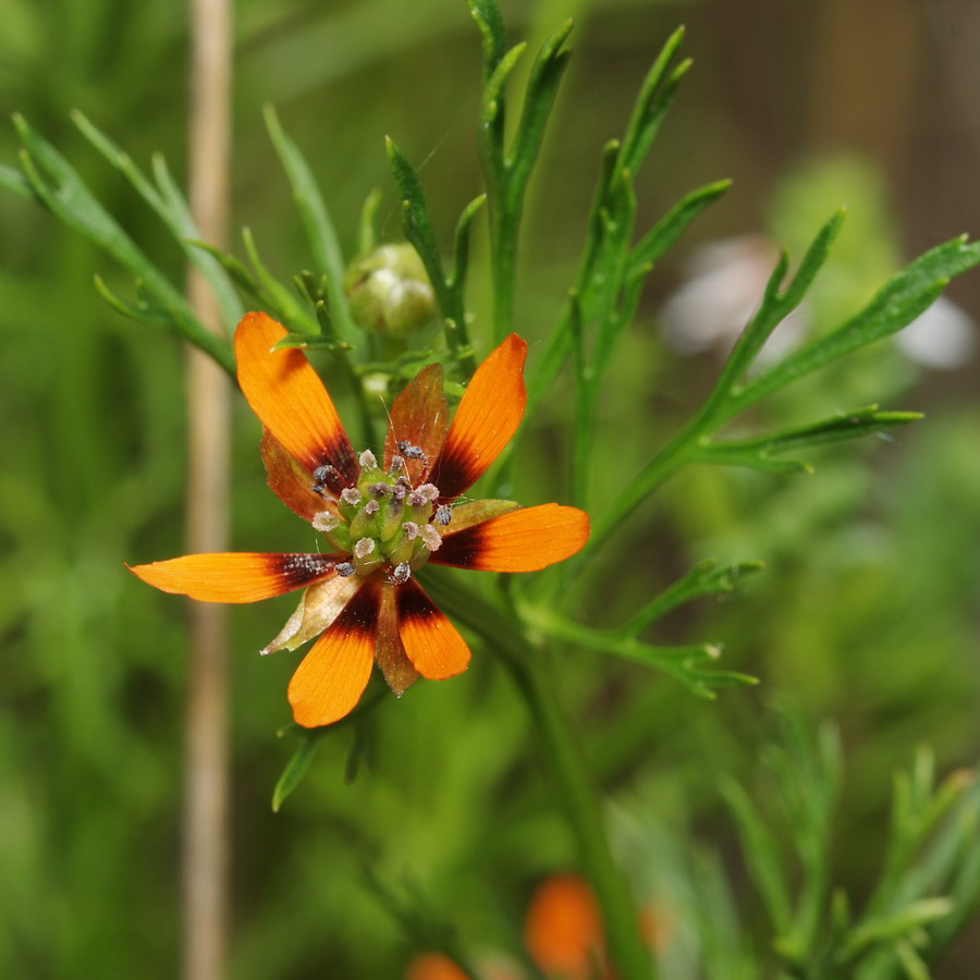 Image of Adonis parviflora specimen.