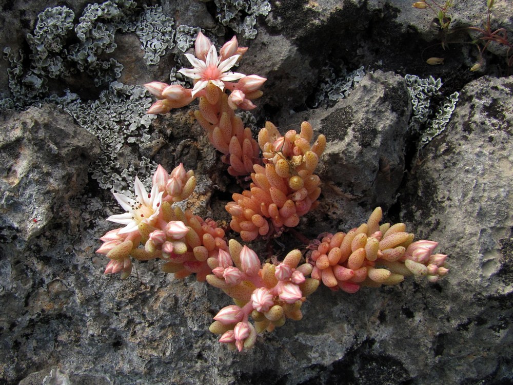 Изображение особи Sedum hispanicum.