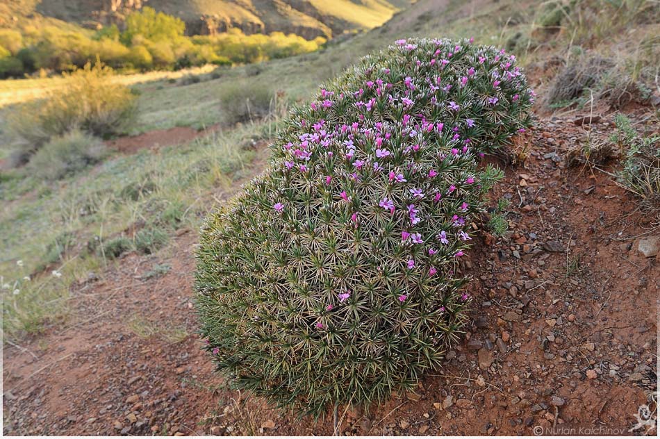 Изображение особи Acantholimon alatavicum.