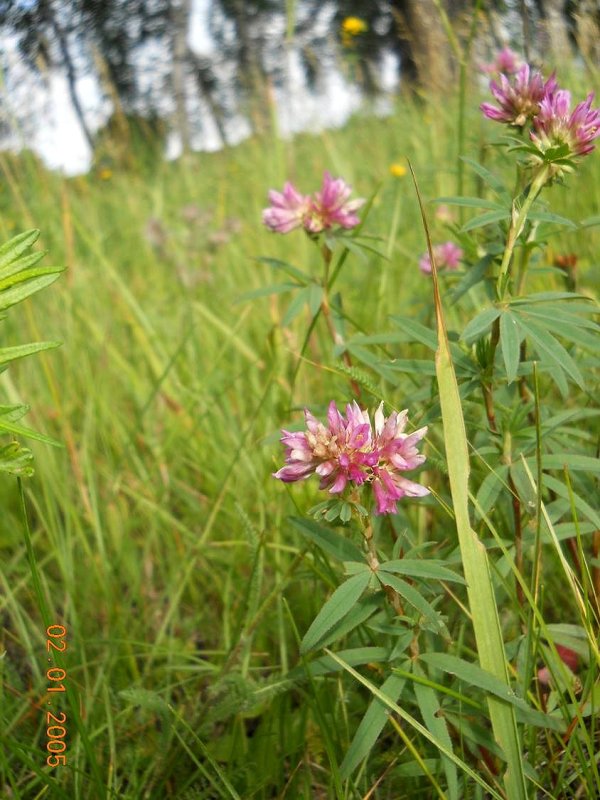 Image of Trifolium lupinaster specimen.