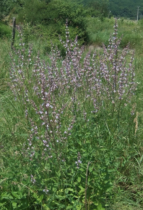 Image of Nepeta nuda specimen.