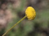 Tanacetopsis submarginata