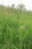 Angelica sylvestris