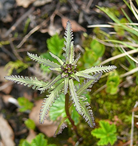 Изображение особи Pedicularis lapponica.