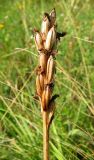 Anacamptis morio subspecies caucasica. Соплодие. Крым, окр. с. Перевальное, луг среди кустарников. 17 июля 2011 г.