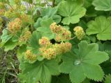 genus Alchemilla