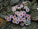 Chrysanthemum sinuatum