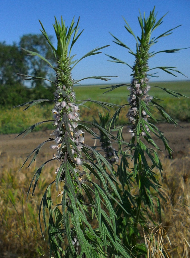 Изображение особи Leonurus glaucescens.