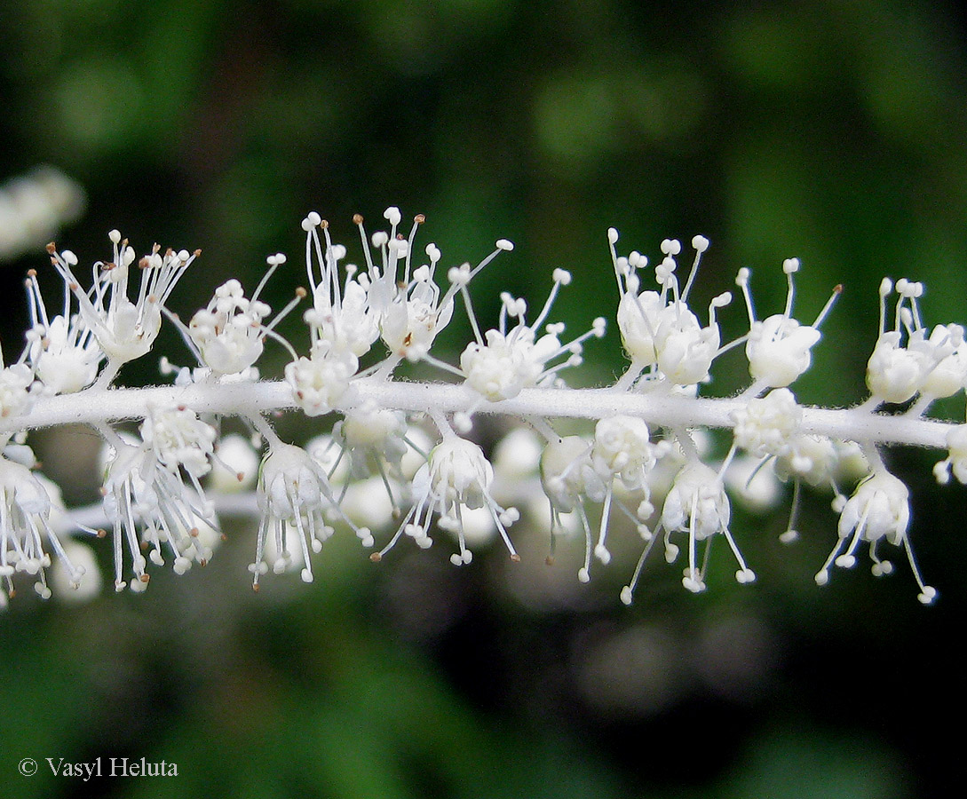 Image of Aruncus sylvestris specimen.