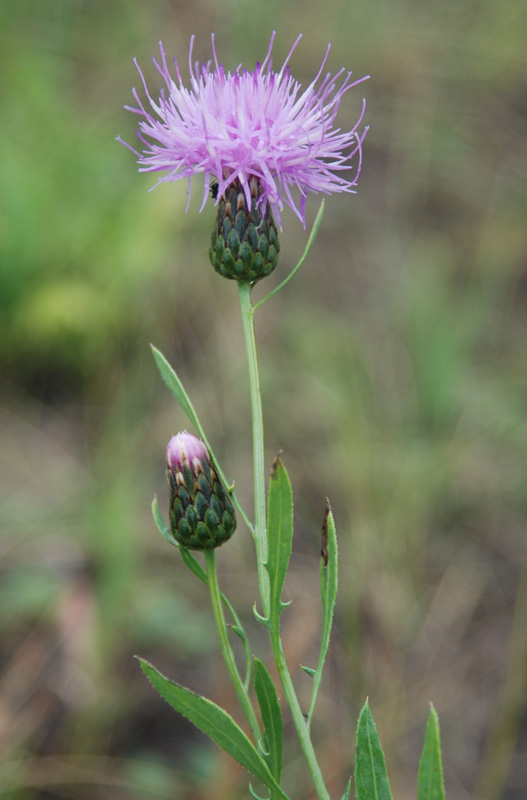 Image of Klasea centauroides specimen.