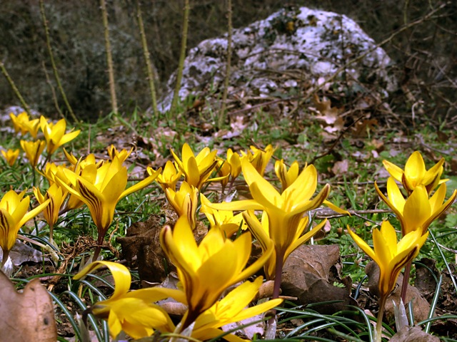 Изображение особи Crocus angustifolius.