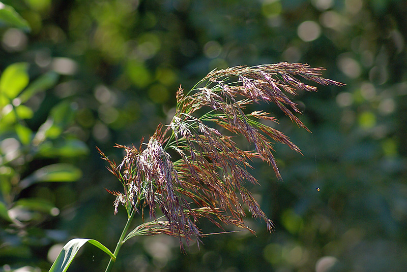 Изображение особи Phragmites australis.