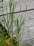 Elymus kamczadalorum