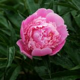 Paeonia lactiflora