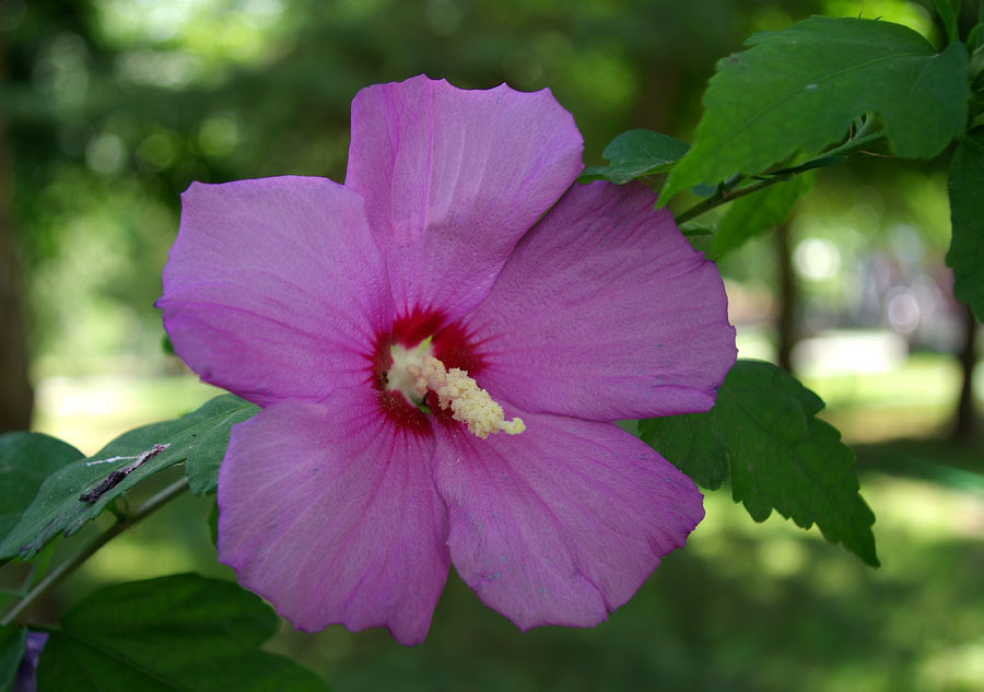 Image of Hibiscus syriacus specimen.