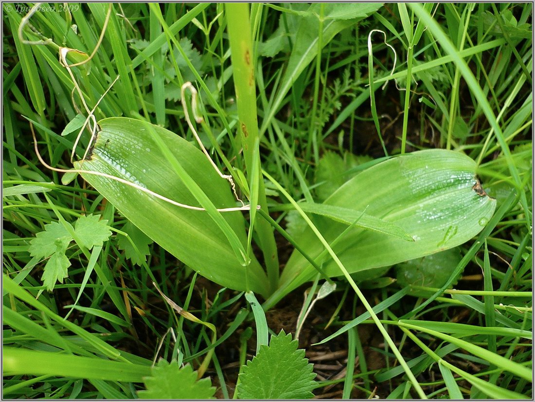 Изображение особи Platanthera bifolia.