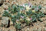 Astragalus borodinii. Цветущее растение. Казахстан, Алматинская обл., хр. Торайгыр, перевал Аласы. 10.05.2011.