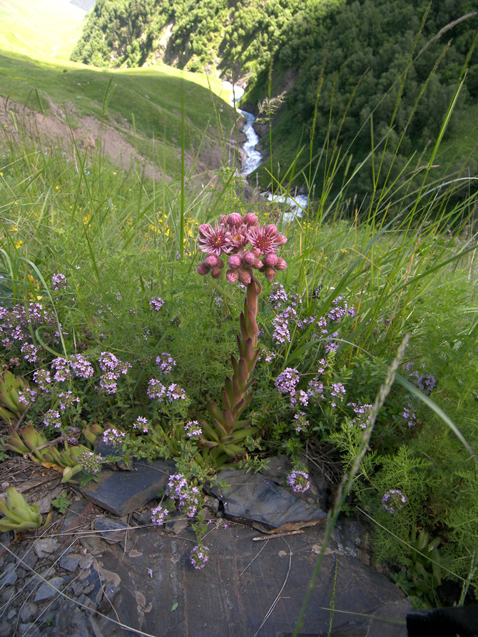 Изображение особи Sempervivum caucasicum.