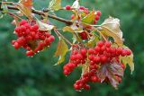 Viburnum opulus. Ветвь со зрелыми плодами. Московская обл., Раменский р-н, окр. дер. Хрипань, дачный участок. 28.06.2006.