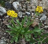 Patrinia sibirica. Цветущее растение. Забайкалье, хребет Кодар. 27.07.2007.