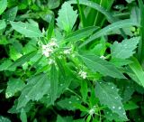 Chenopodium album. Верхняя часть зацветающего растения. Нижегородская обл., Кстовский р-н, пойма р. Кудьма, край пашни. 14.07.2011.