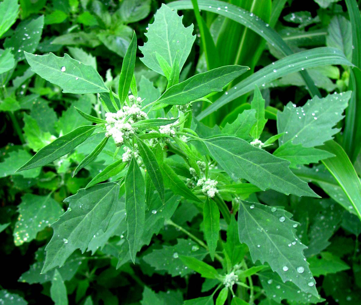 Image of Chenopodium album specimen.