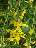 Genista tinctoria