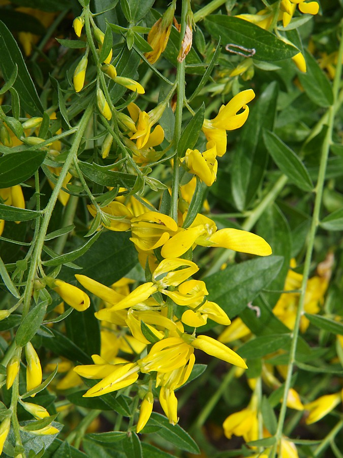 Image of Genista tinctoria specimen.