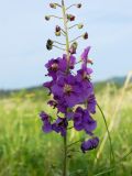 Verbascum phoeniceum