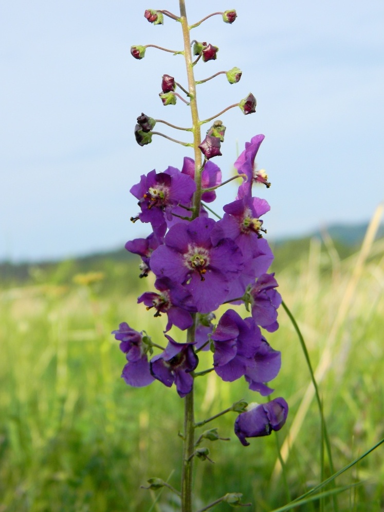 Image of Verbascum phoeniceum specimen.