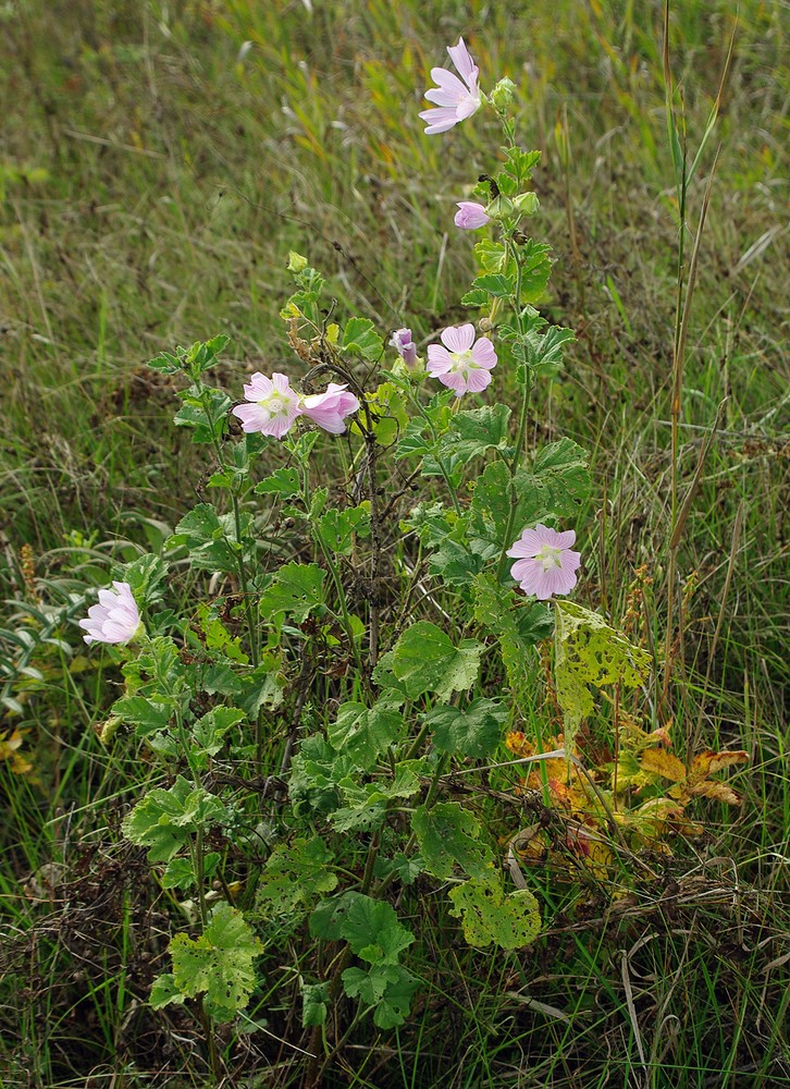 Image of Malva thuringiaca specimen.