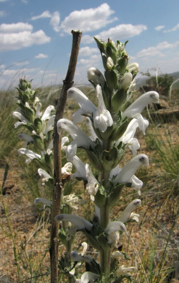 Image of Pedicularis interrupta specimen.