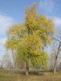 Salix × fragilis. Дерево с листьями в осенней окраске в пойменном лесу. Саратовская обл., окр. г. Энгельс, побережье Волгоградского вдхр. 30 октября 2011 г.