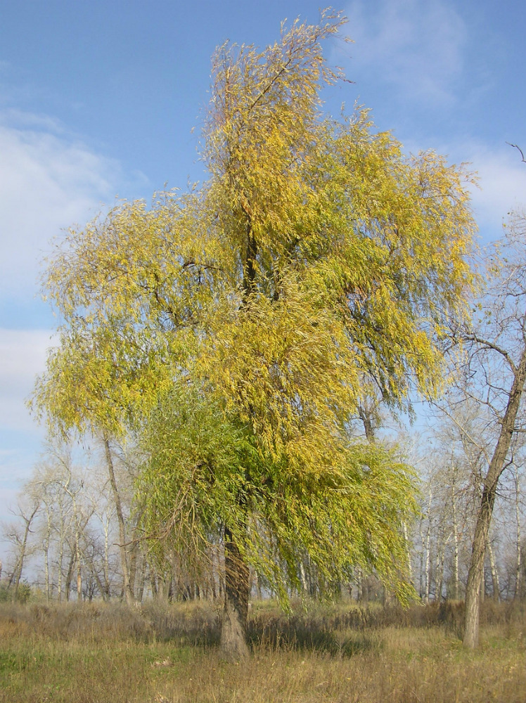 Image of Salix &times; fragilis individual.