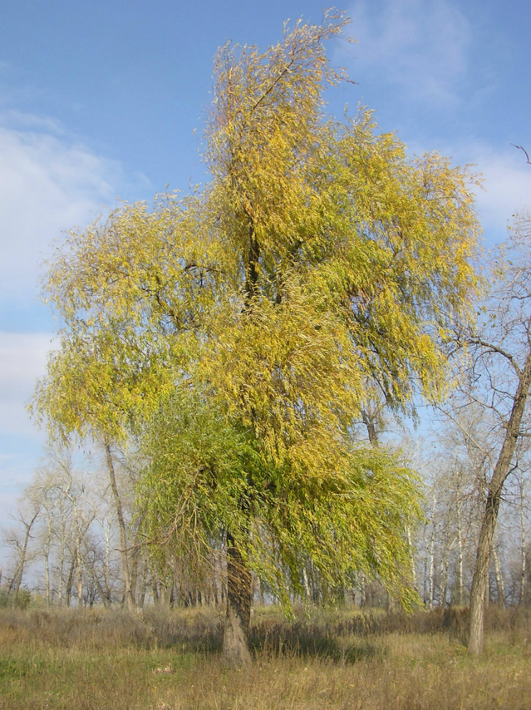 Image of Salix &times; fragilis specimen.