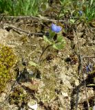 Veronica triphyllos. Цветущее растение. Ростовская обл., г. Азов, Подазовское городище. 10.04.2012.