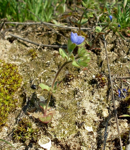 Изображение особи Veronica triphyllos.