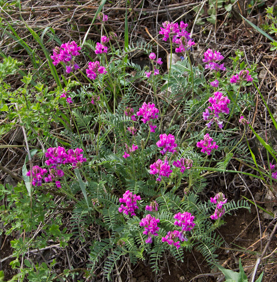 Изображение особи Oxytropis floribunda.