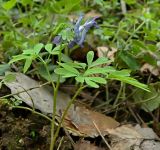 Corydalis solida. Верхушка цветущего растения с обломанным соцветием. Смоленская обл., Смоленский р-н, долина Удры. 07.05.2012.