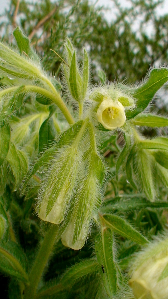 Image of Onosma gracilis specimen.