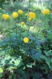 Trollius europaeus