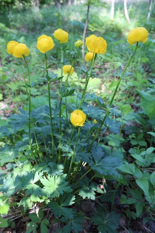 Изображение особи Trollius europaeus.