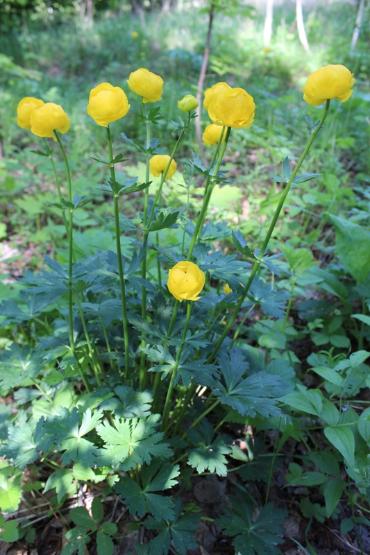 Image of Trollius europaeus specimen.