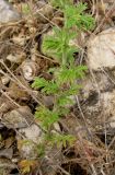 Anthemis tinctoria