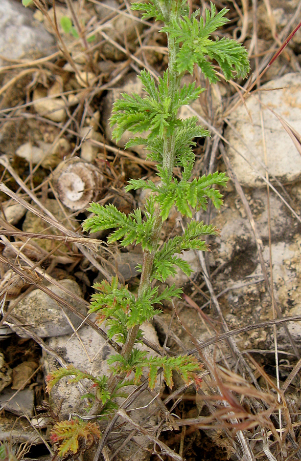 Image of Anthemis tinctoria specimen.