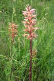 Orobanche lutea