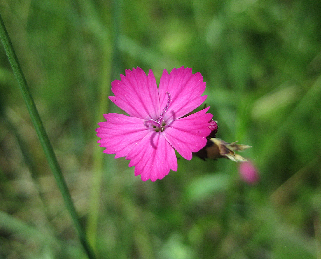 Изображение особи род Dianthus.