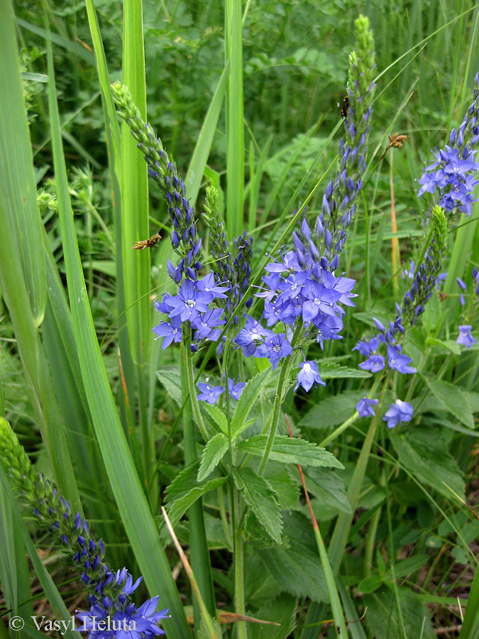 Изображение особи Veronica teucrium.